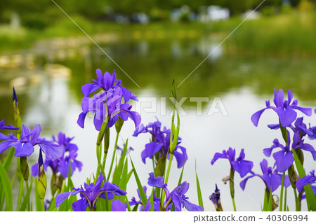 Ayame Ayame 40306994