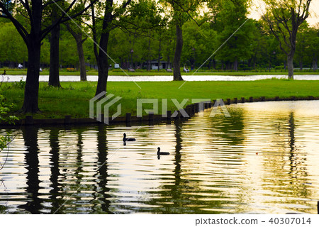 Park at dusk Park at dusk 40307014