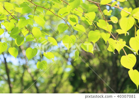 菩提樹年輕葉子 菩提樹年輕葉子 40307081