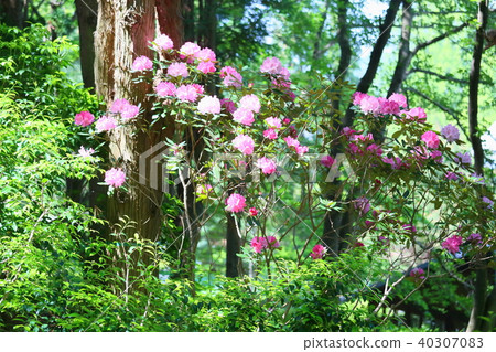 西部杜鵑花 40307083