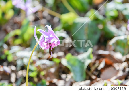 Katakuri Katakuri 40307119