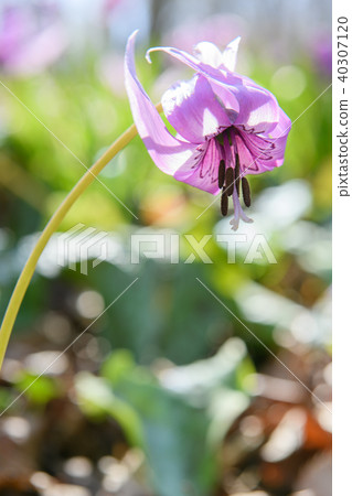 Katakuri Katakuri 40307120