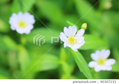 Miyamayomeena的花朵 40307235