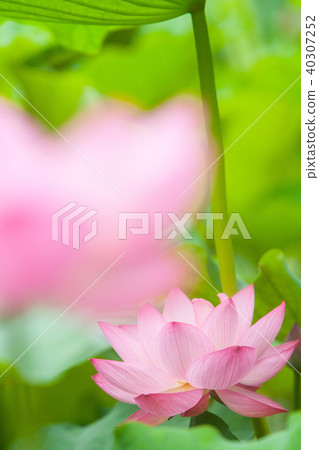 一朵蓮花 40307252