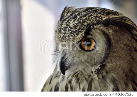 Eyelight of a wolf Eyelight of a wolf 40307523
