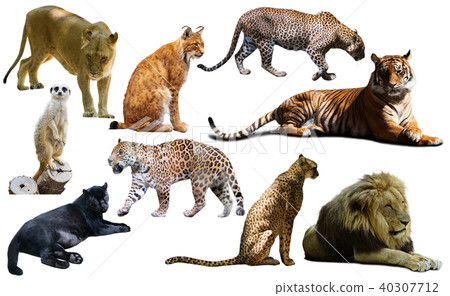 Set of wild mammals isolated over white Set of wild mammals isolated over white 40307712