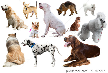 dog breed set dog breed set 40307714