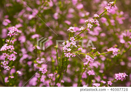 coleonema pulchellum flowers 40307728