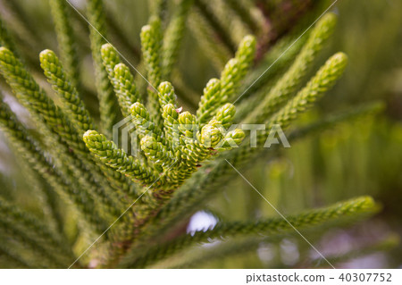 araucaria heterophylla braches araucaria heterophylla braches 40307752
