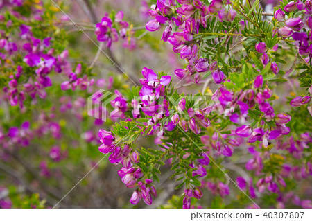pink polygala myrtifolia flowers 40307807