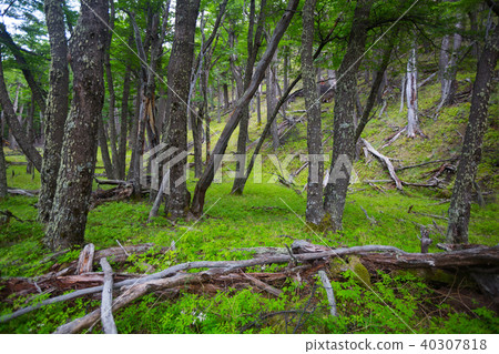Forest near foot of Andes mountains Forest near foot of Andes mountains 40307818