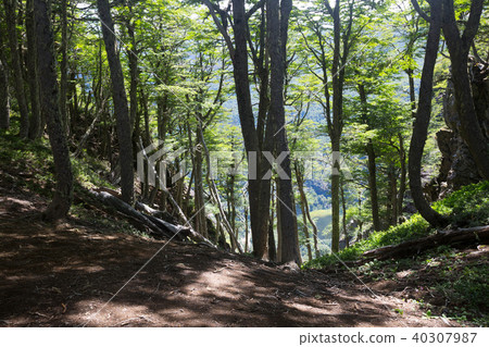 Hilltop forest views 40307987