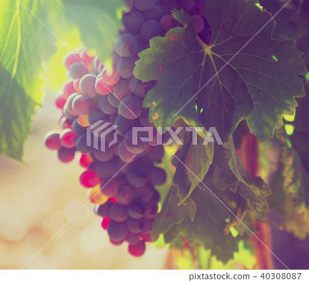 bunch of grapes at vineyards plant in sunny day bunch of grapes at vineyards plant in sunny day 40308087