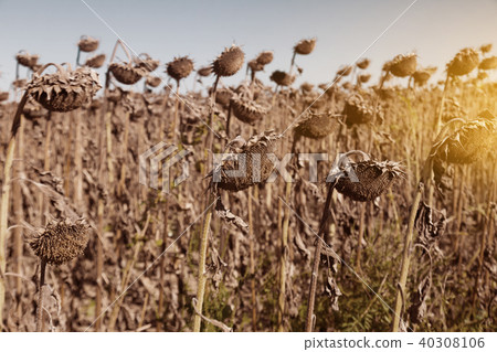 Ripened sunflowers 40308106