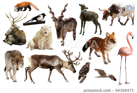 animal collection asia animal collection asia 40308475