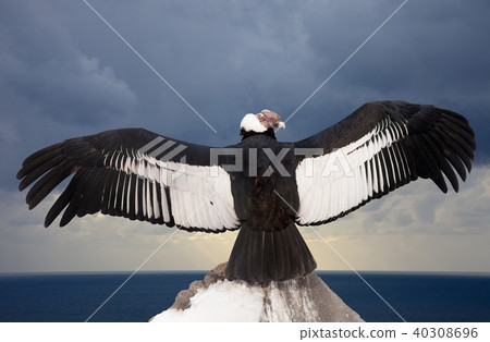 Andean condor Andean condor 40308696
