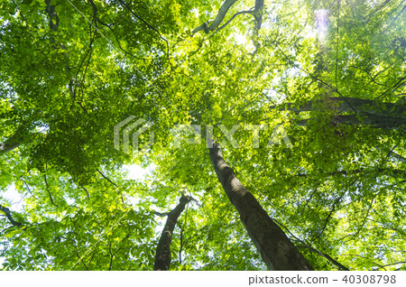 新鮮的綠色的森林 40308798