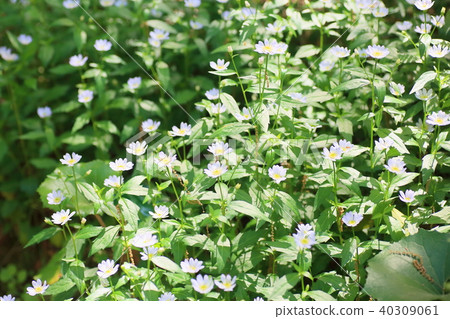 Miyamayomeena的花朵 40309061