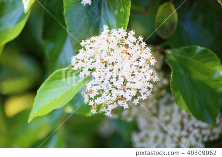 Hakusanoboku flower Hakusanoboku flower 40309062