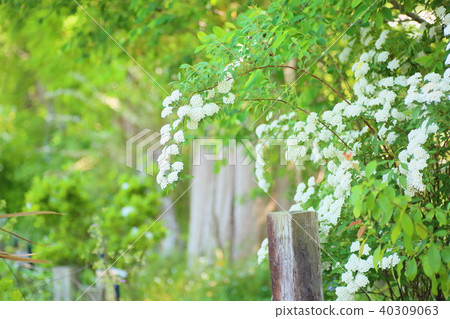 Kodemari Flower Kodemari Flower 40309063