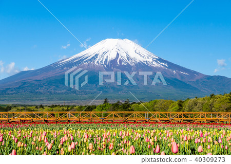 富士和郁金香領域 富士和郁金香領域 40309273