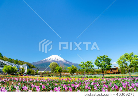 富士和郁金香領域 富士和郁金香領域 40309275