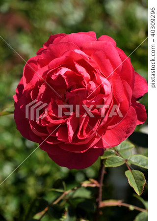 Rose (Benjamin Britten) 40309296