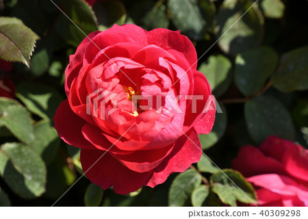 Rose (Benjamin Britten) Rose (Benjamin Britten) 40309298