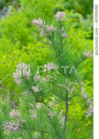 Gyoulu flowers 40309498