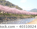 Kawazu cherry tree of Izu 40310024