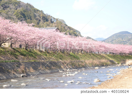 Kawazu cherry tree of Izu 40310024