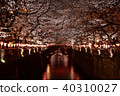 Cherry blossoms at night on Meguro River 40310027