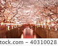 Cherry blossoms at night on Meguro River 40310028