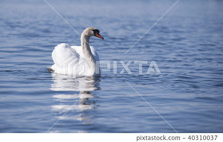 Swan on the lake. Swan on the lake. 40310037