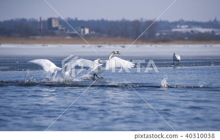 Swan on the lake . Swan on the lake . 40310038