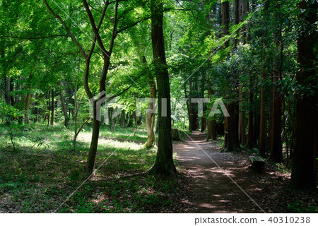 Fresh green prefectural Funabashi prefectural forest Fresh green prefectural Funabashi prefectural forest 40310238