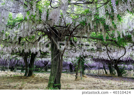 Wisteria flowers Wisteria flowers 40310424