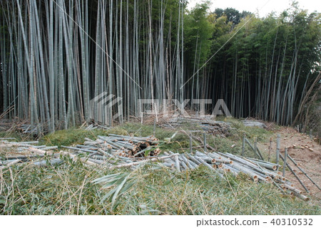 Logging bamboo Logging bamboo 40310532