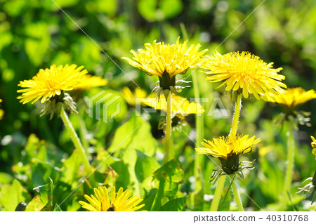 Dandelion that can grow anytime and anywhere Dandelion that can grow anytime and anywhere 40310768
