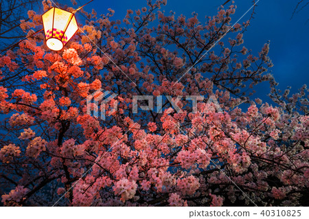 Cherry blossoms at night Cherry blossoms at night 40310825