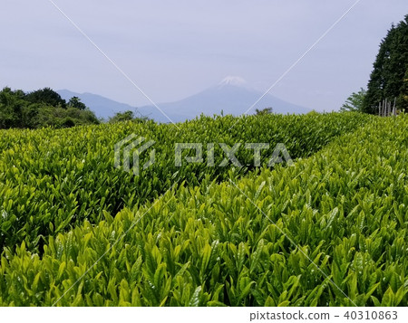 茶園和富士 茶園和富士 40310863