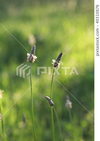 長葉車前 長葉車前 40310876