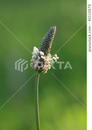 長葉車前 40310879