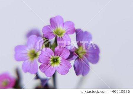 Virginia Stock 40310926