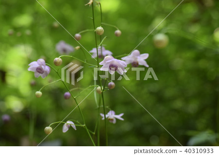 Renge goshoma 40310933