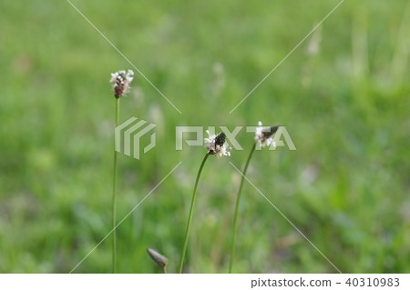 長葉車前 40310983