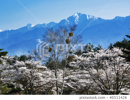 在盛開的櫻花以南阿爾卑斯山為背景 在盛開的櫻花以南阿爾卑斯山為背景 40311426