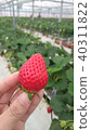 草莓採摘 40311822