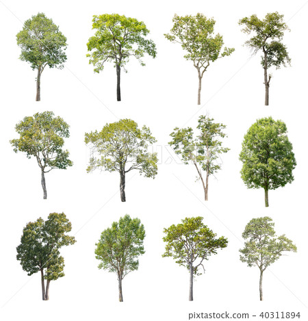 Collection of Isolated Trees on white background. Collection of Isolated Trees on white background. 40311894