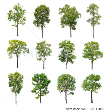Collection of Isolated Trees on white background. Collection of Isolated Trees on white background. 40311895